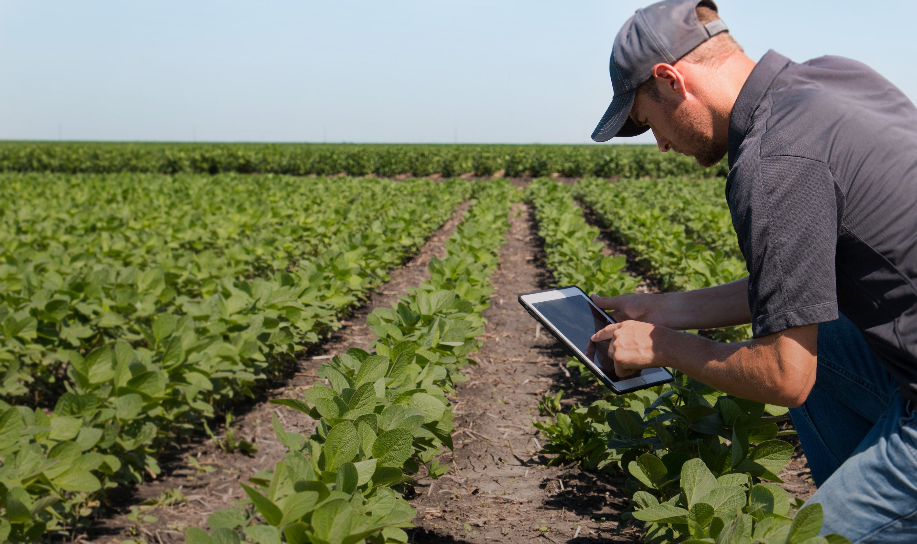 A man uses an iPad while in a field of crops.