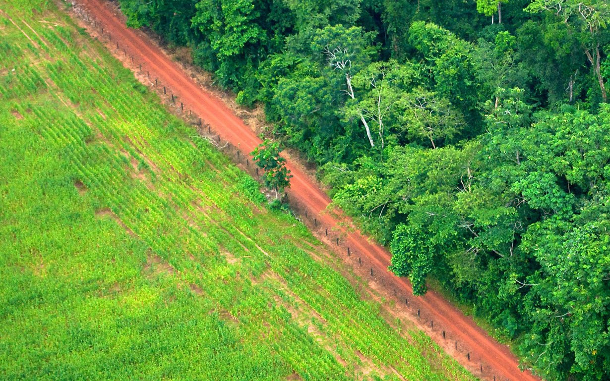 A photo of a forest next to a clearing of grass and a dirt road.