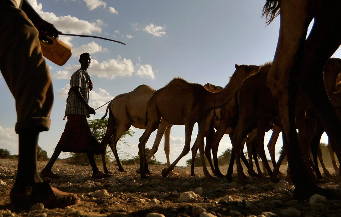 Herders corral a herd of camels.
